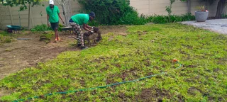 Supply and installa Lm Berea grass