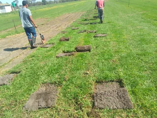 Supply and installa Lm Berea grass