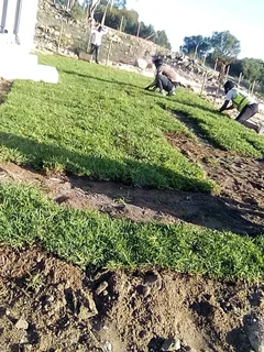 Supply and installa Kikuyu grass