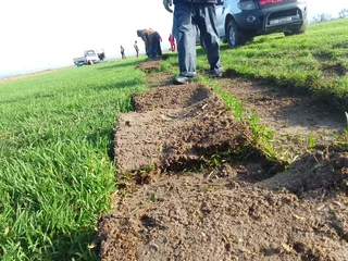 Supply and installa Kikuyu grass