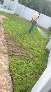 Supply and installa Kikuyu grass