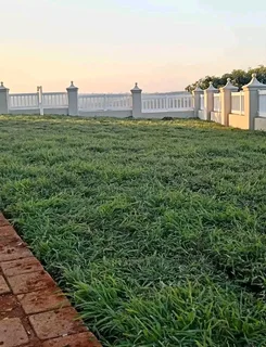 Supply and installa Kikuyu grass