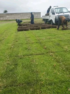 Roll on lawn Lm Berea grass and Kikuyu grass