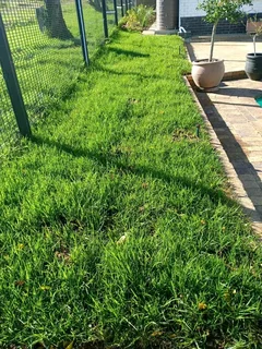 Roll on lawn Lm Berea grass and Kikuyu grass