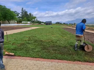 Roll on lawn Lm Berea grass and Kikuyu grass