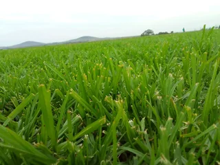 Cyndone grass and buffalo grass weed free