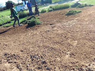 Cyndone grass and buffalo grass weed free