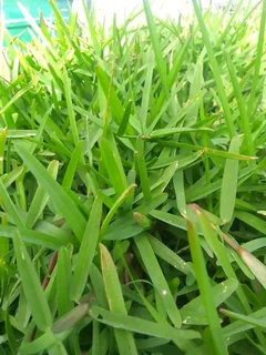 Cyndone grass and buffalo grass weed free