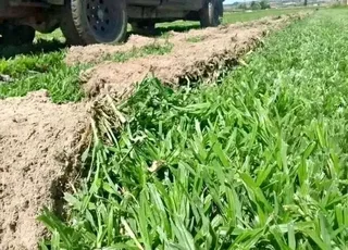 Cyndone grass and buffalo grass weed free