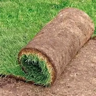 GREEN AND FRESH GRASS STRAIGHT FROM THE FARM  WhatsApp number 0672707801 PROFESSIONALS WITH IMMENSE