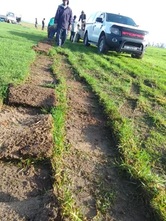 Cyndone grass seed buffalo grass