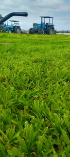 Roll on lawn Lm Berea grass