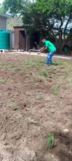 Roll on lawn Lm Berea grass