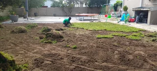 Roll on lawn Lm Berea grass