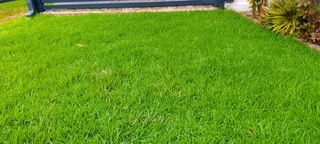 Roll on lawn Lm Berea grass