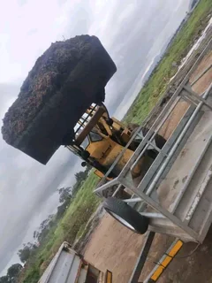 Roll on lawn Lm Berea grass