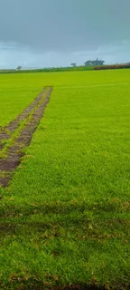 We do call type of roll on lawn green grass