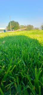 We do call type of roll on lawn green grass