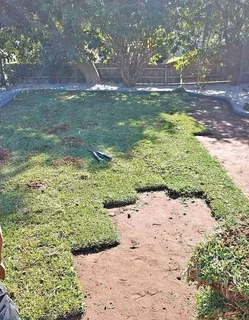 Roll on lawn Kikuyu grass