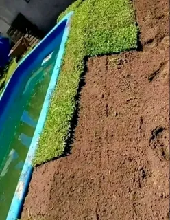 Roll on lawn Kikuyu grass