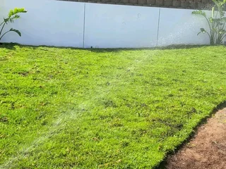Roll on lawn Kikuyu grass