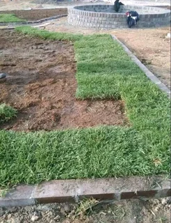 GREEN AND FRESH GRASS STRAIGHT FROM THE FARM  WhatsApp number 0672707801