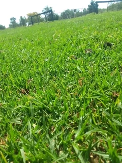 We do supply and installa   Cyndone grass and Kikuyu grass and