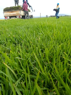 Green and installa off roll on lawn Kikuyu grass