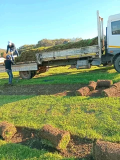 Green and installa off roll on lawn Kikuyu grass