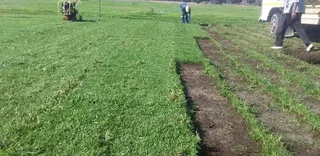 Green and installa off roll on lawn Kikuyu grass