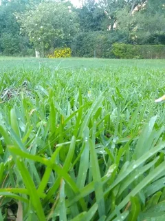 Green and fresh grass