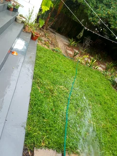 Green and fresh grass