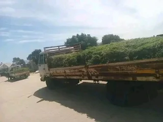 Roll on lawn Lm Berea grass