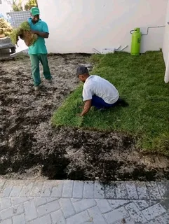 Roll on lawn Lm Berea grass