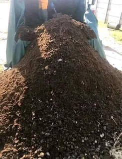 Roll on lawn Lm Berea grass