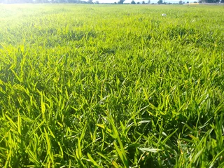 Supply and installa buffalo grass