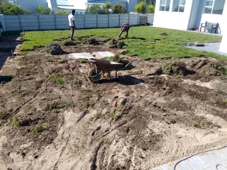 Supply and installa buffalo grass