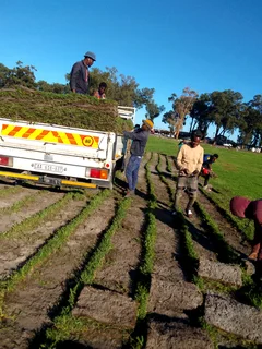 Supply and installa buffalo grass