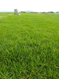 Delivery and installa off Kikuyu grass