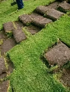 Delivery and installa off Kikuyu grass