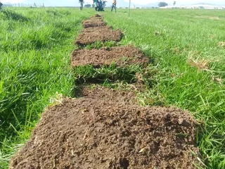 Delivery and installa off Kikuyu grass