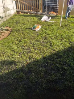 We do supply and installa buffalo grass and Kikuyu grass