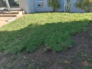 Roll on lawn Lm Berea grass