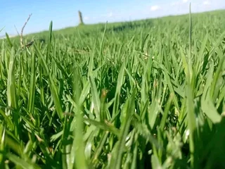 Roll on lawn Lm Berea grass