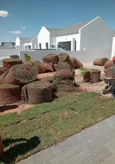 Supply and installa Lm Berea grass