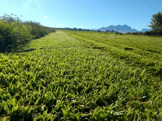 Roll on lawn Lm Berea grass