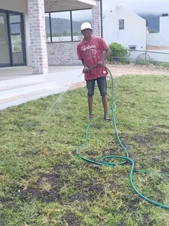 Roll on lawn Lm Berea grass