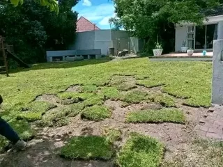 Roll on lawn Lm Berea grass