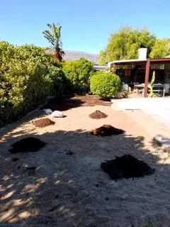 Roll on lawn Lm Berea grass