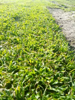 We are supply and installa call type of roll on lawn fresh grass